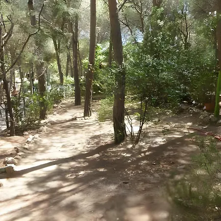 Pinus Village